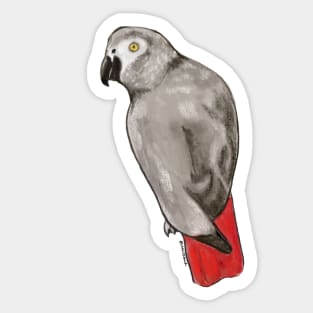 African Grey Sticker